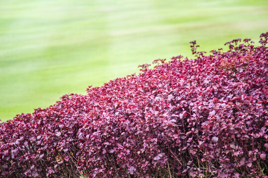 Beautiful purple leaves of Aerva sanguinolenta with green grass on background.
