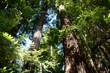 Fototapeta premium Muir Woods National Monument