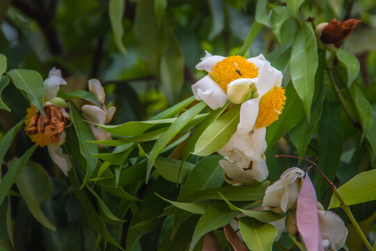 Beautiful white flower of Mesua ferrea, the Ceylon ironwood, Indian rose chestnut, or cobra saffron on tree. This slow-growing tree is named after the heaviness and hardness of its timber.