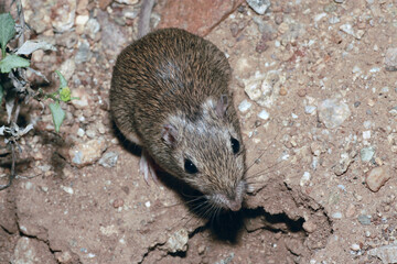 A cute Desert Pocket Mouse (Chaetodipus penicillatus ) near the entrance to its burrow. 
