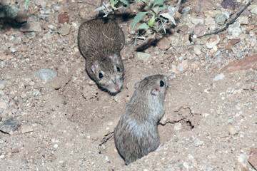 A pair of desert pocket mice (Chaetodipus penicillatus) interacting near the entrace to a burrow. 