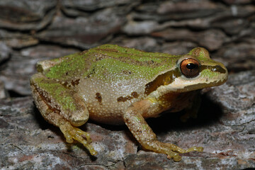 Small Pacific Chorus Frog (Also known as Sierra tree frog) from Napa County, California. The toepads and dark stripe along the eye help identify this frog. 