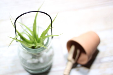 Air Plant in Glass Jar with Terra Cotta Pot and Scoop