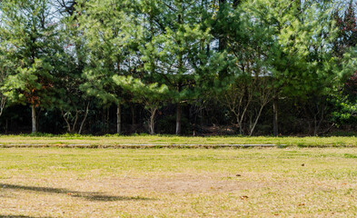 Brightly lit field on sunny day