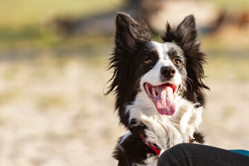 Portrait of a black and white border collie dog looking into the distance with mouth open. Blurred natural background. Horizontal orientation. 