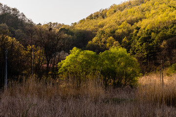 Woodland area bathed in sunlight