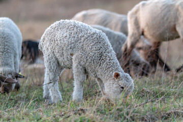 Little lamb grazes in a meadow on a background of a herd of sheep close-up. Against the background of grass. Horizontal orientation. 