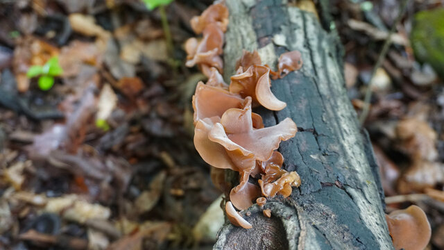 Wood Ear mushroom growing in the forest.