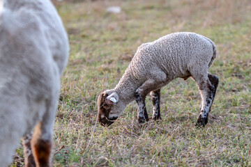 Naklejka na ściany i meble Little lamb grazes in a meadow on a background of a herd of sheep close-up. Against the background of grass. Horizontal orientation. 