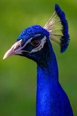 Naklejka premium Closeup of a peacock