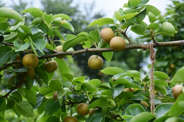 
Japanese Pear fruit / Cultivation of Japanese pears