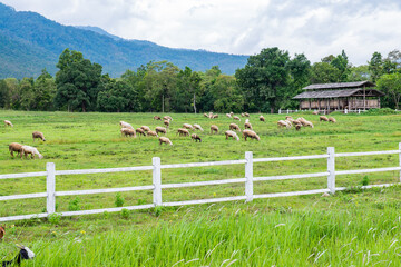 Sheep farm at Chiang Mai province