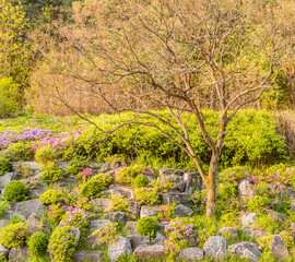 Small leafless tree on hillside landscaped with flowers and large stones and flowers  with green trees and bushes in the background.