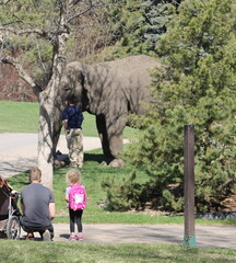 Fototapeta premium man and girl looking at elephant, father and daughter
