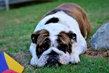 Gracioso buldogue inglês deitado na grama descansando