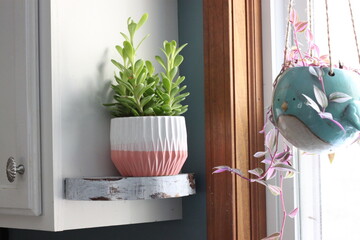 Succulents in a Pink and White Pot with a Bird Planter in a Window