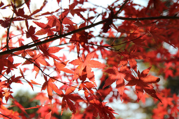 Beautiful red maples blazes brightly in sunny day before it falls for autumn, South Korea