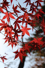 Beautiful red maples blazes brightly in sunny day before it falls for autumn, South Korea