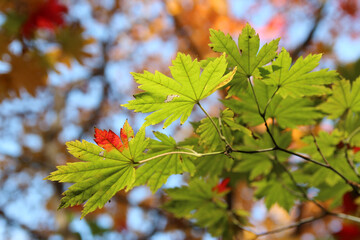 Beautiful maples blazes brightly in sunny day before it falls for autumn, South Korea
