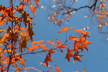 Beautiful red maples blazes brightly in sunny day before it falls for autumn, South Korea