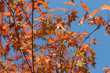 Beautiful red maples blazes brightly in sunny day before it falls for autumn, South Korea