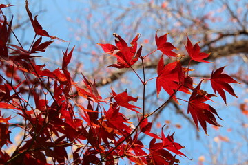 Beautiful red maples blazes brightly in sunny day before it falls for autumn, South Korea
