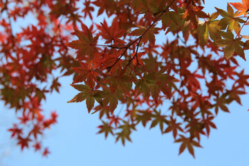Beautiful red maples blazes brightly in sunny day before it falls for autumn, South Korea