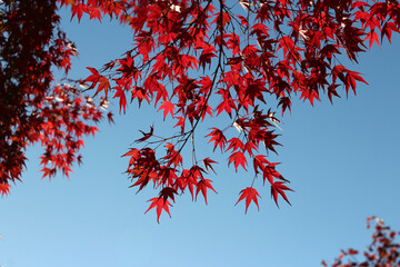 Beautiful red maples blazes brightly in sunny day before it falls for autumn, South Korea
