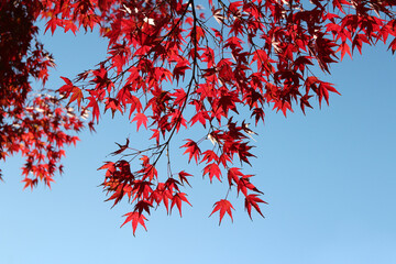 Beautiful red maples blazes brightly in sunny day before it falls for autumn, South Korea