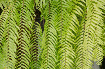 Fresh green leaf details of fern in garden
