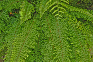 Green pattern of fresh fern leaves