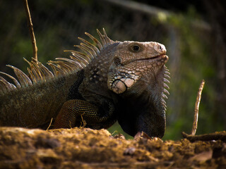 an iguana on the ground 