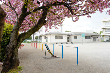 校庭、桜、鉄棒