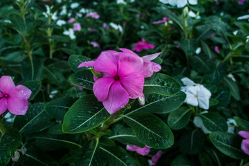 vinca rosea flower, tropical flowers of southeast asia