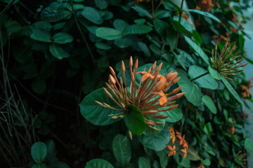 Soka flower red, Southeast Asian topical flower