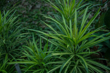pretty cool garden flowers, asian tropical flowers