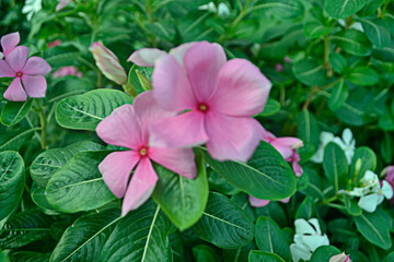 vinca rosea flower, tropical flowers of southeast asia