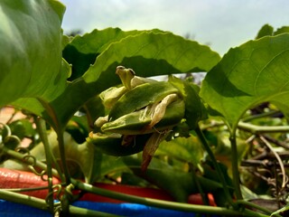 Passion fruit with a natural background