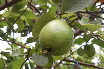 green apples on tree