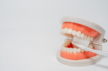 Dentistry, medicine, medical equipment and stomatology concept. Jaw model with white toothbrush on white background.