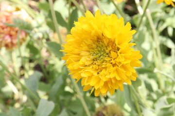 yellow flowers in the garden
