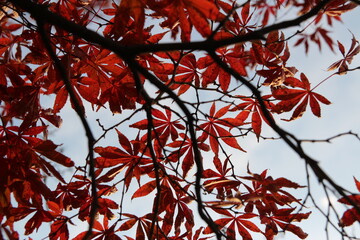 Beautiful red maples blazes brightly in sunny day before it falls for autumn, South Korea