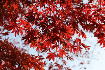 Beautiful red maples blazes brightly in sunny day before it falls for autumn, South Korea