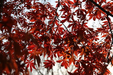 Beautiful red maples blazes brightly in sunny day before it falls for autumn, South Korea