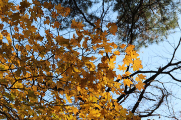 Beautiful yellow maples blazes brightly in sunny day before it turn red to falls for autumn, South Korea