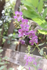 purple lilac flowers