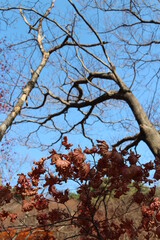Maple tree leaves turning brown and curling in sunny day before it falls for autumn, South Korea