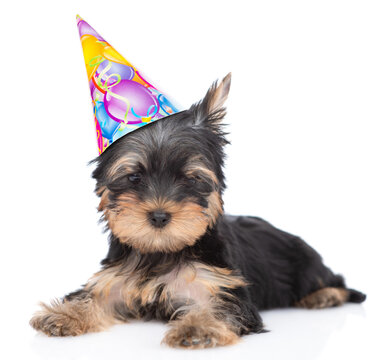 Yorkshire Terrier puppy wearing party's cap sits and looks at camera. Isolated on white background