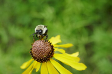Bumblebee head towards camera drinking nectar and pollinating on yellow flower