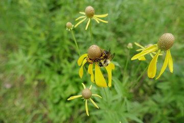 Small pollen covered bee on flower with large bumblebee following